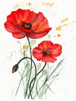 2mohnblumen_w&npapier